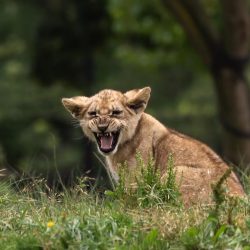 zoo, lion cub, predator-3726403.jpg