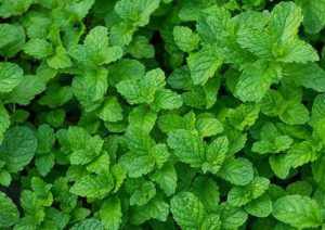 Mint Pudina