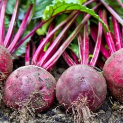 Beetroot