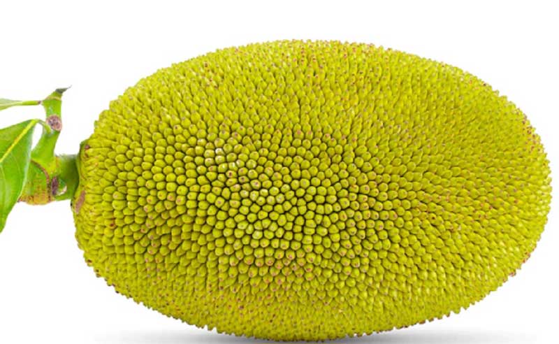 Jackfruit