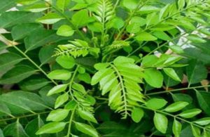 Curry Leaves