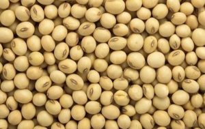 Soyabean