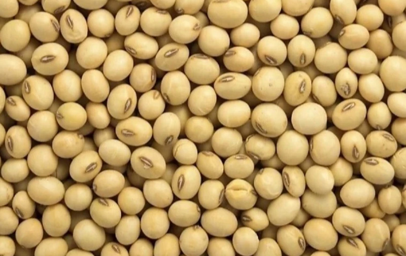 Soyabean